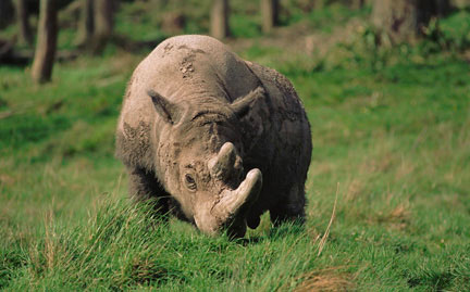 World Wildlife Fund Sumatran Rhino Project